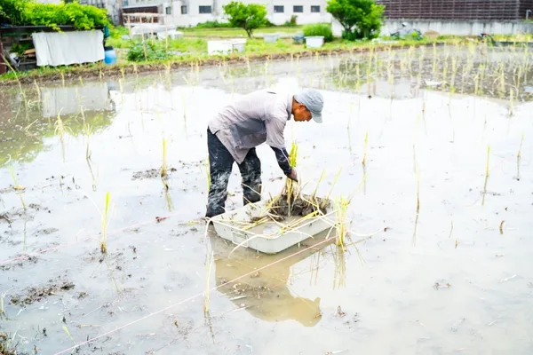 マコモの田植えの様子