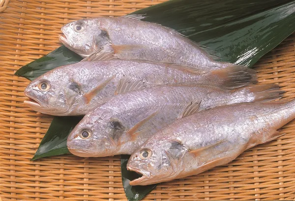 魚・水・技の紹介に掲載された画像（2点目）