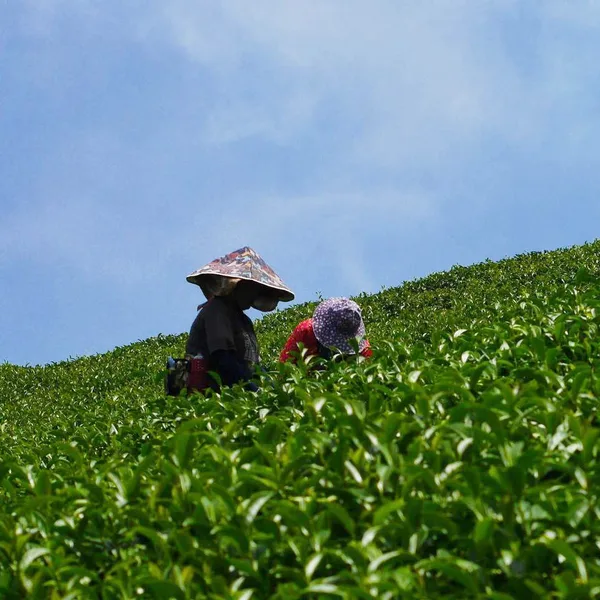 聞香堂：阿里山烏龍茶