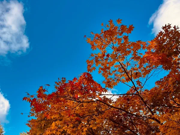 宍粟の紅葉の紹介に掲載された画像
